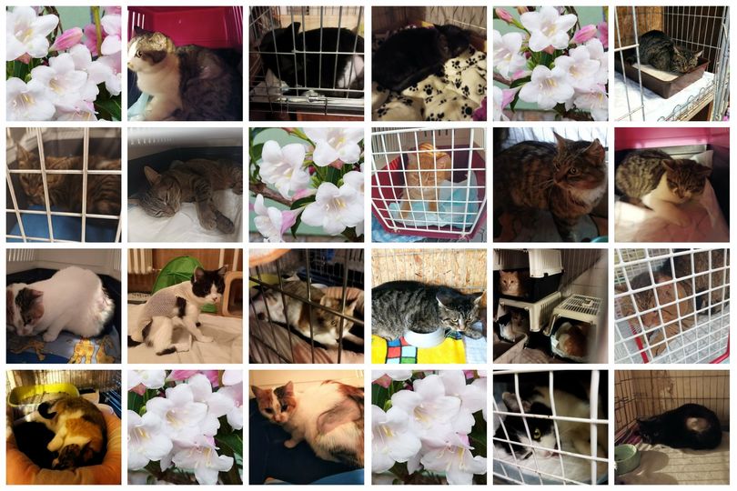 PROJEKT FELITI KASTRUJE – PŘÍBĚH č. 8906-8925 

Kastrace ve spolupráci s útulkem…