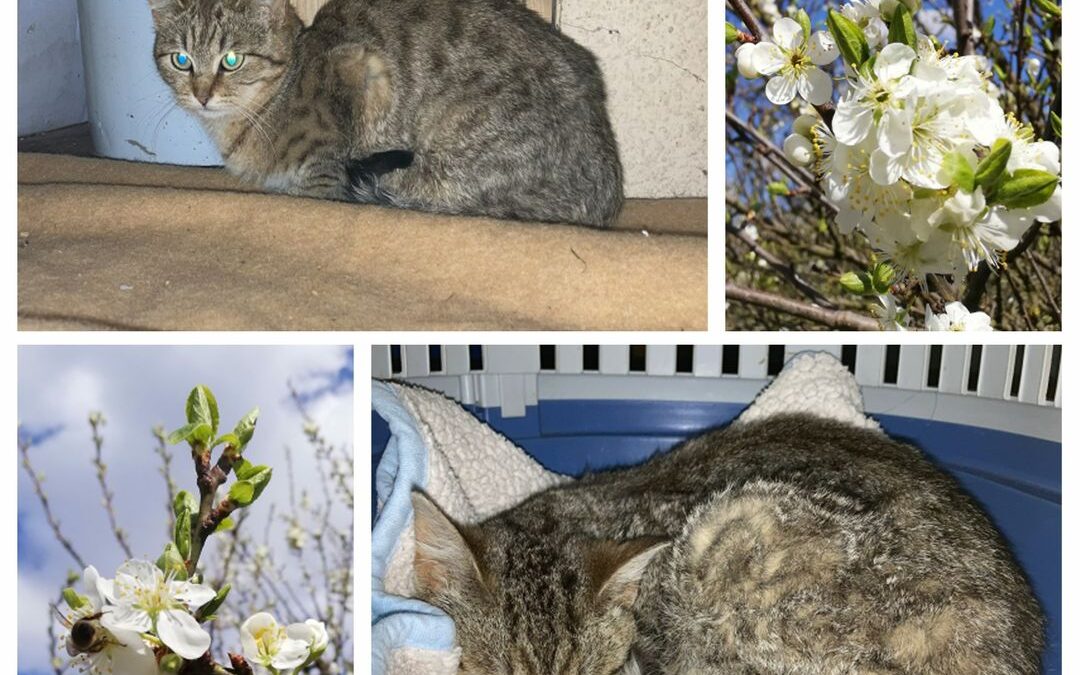 PROJEKT FELITI KASTRUJE – PŘÍBĚH č. 9045-9046 

Další dvě kočičky, jmenují se An…