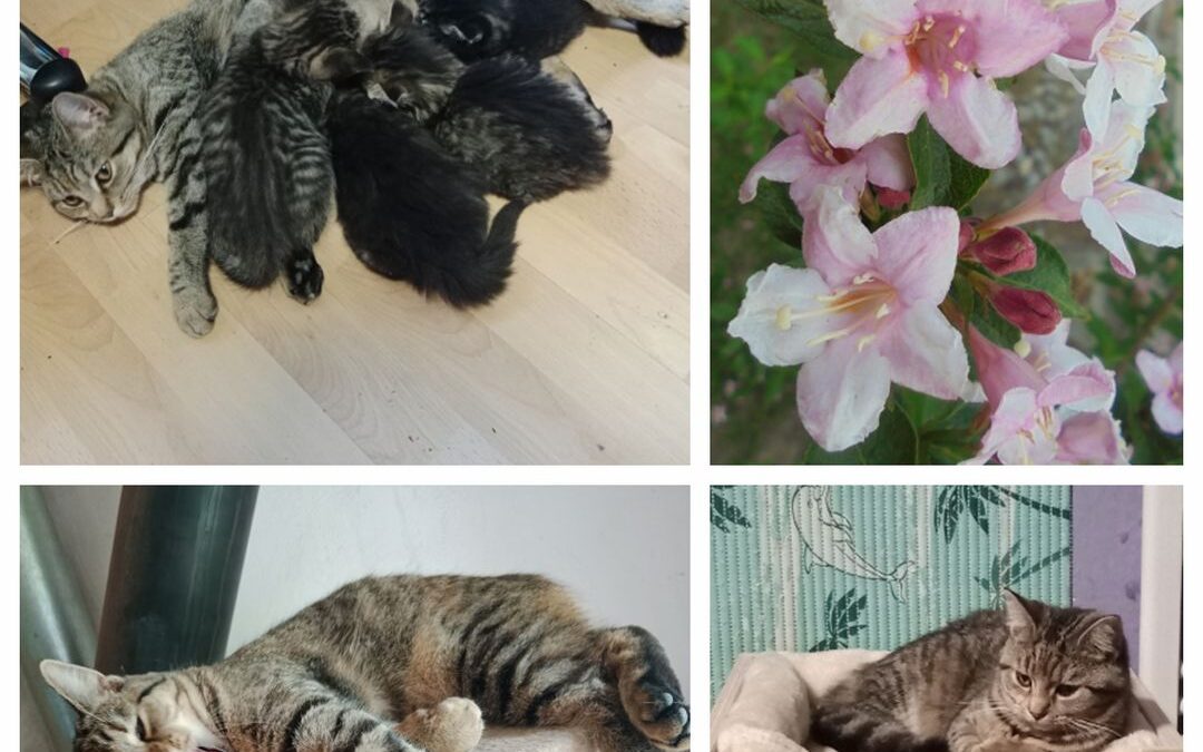 PROJEKT FELITI KASTRUJE – PŘÍBĚH č. 9064 

Kočička k paní Janě jednoho dne na ja…