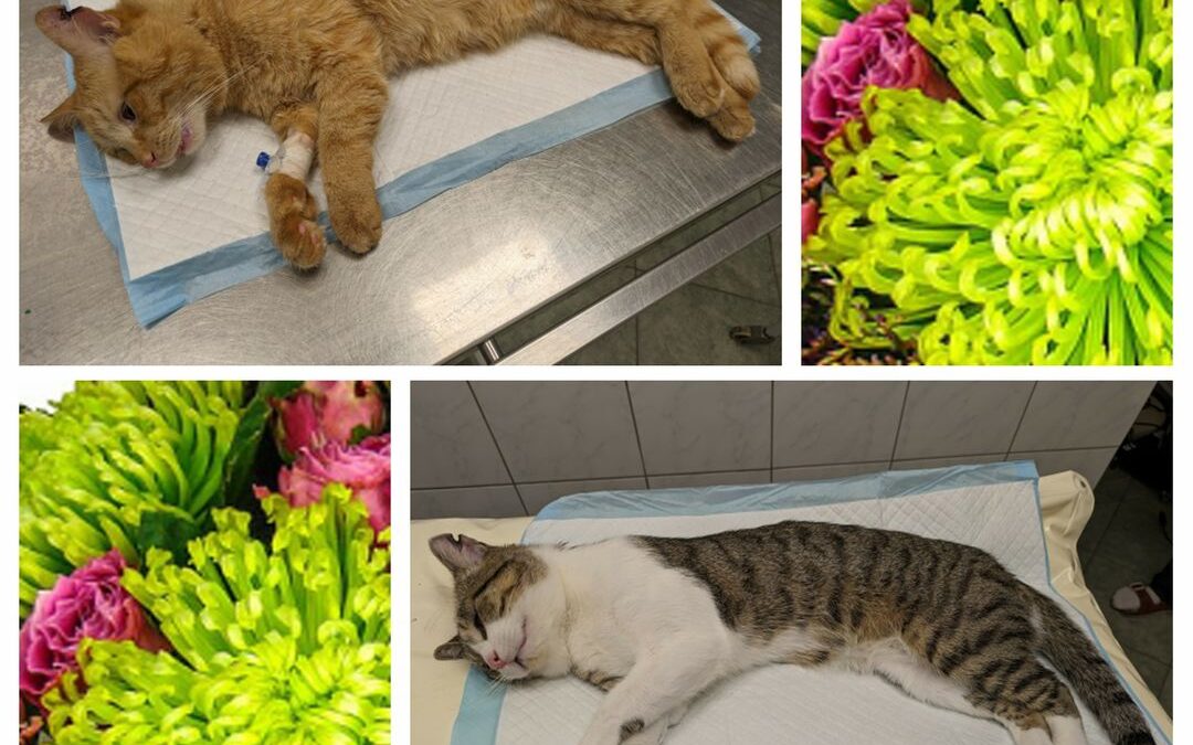 PROJEKT FELITI KASTRUJE – PŘÍBĚH č. 9074-9075 

Příběhy paní Moniky jsou už všeo…