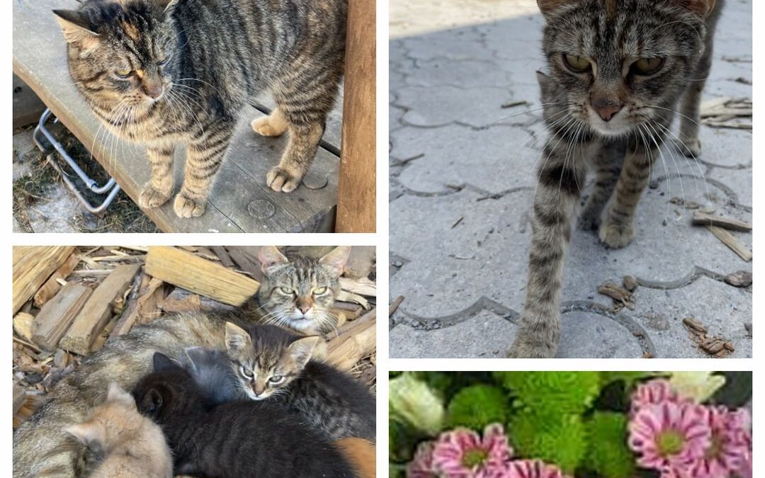 PROJEKT FELITI KASTRUJE – PŘÍBĚH č. 9084 

Zde jsme pomohli vykastrovat kočičí m…