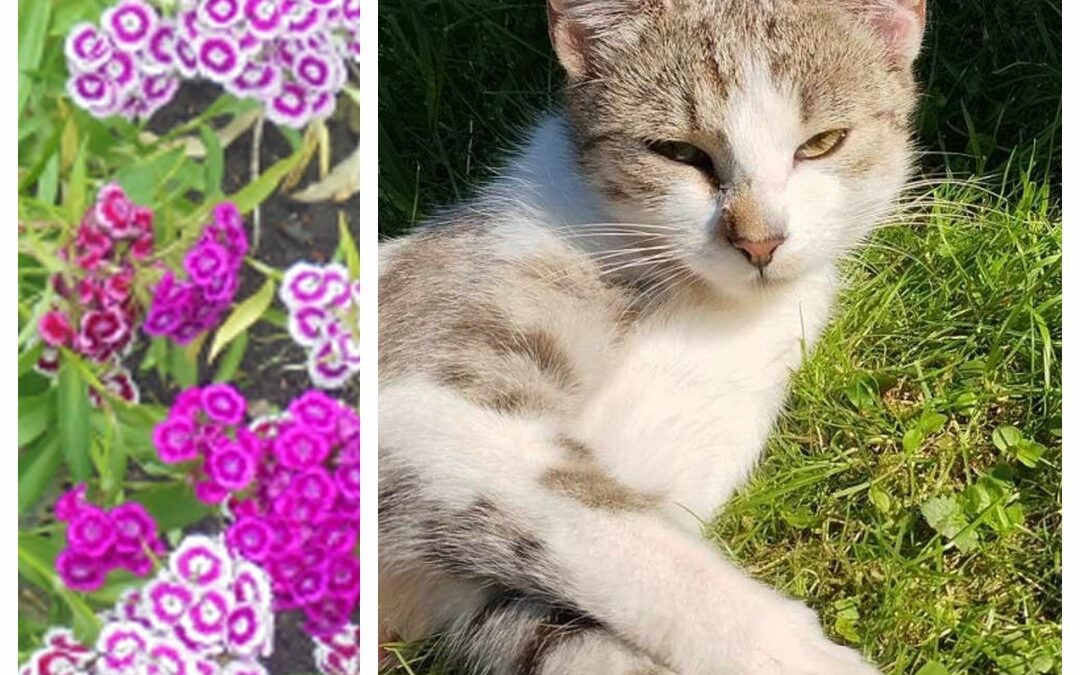 PROJEKT FELITI KASTRUJE – PŘÍBĚH č. 9107 

Další toulavá kočička se začala objev…