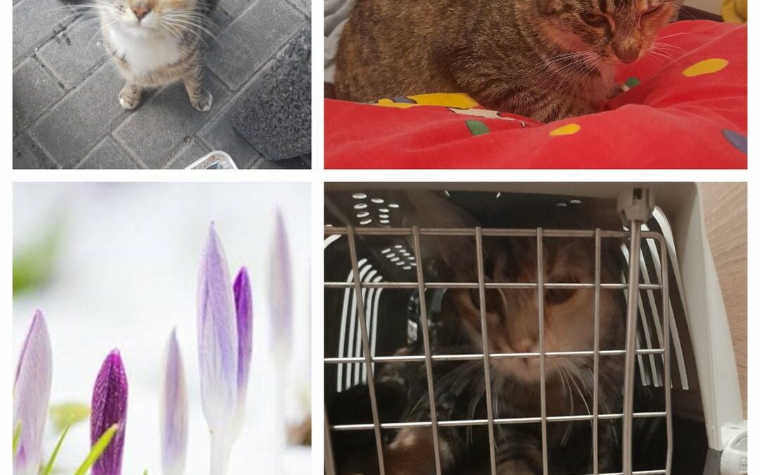 PROJEKT FELITI KASTRUJE – PŘÍBĚH č. 9146 

Kočička z našeho dalšího příběhu se t…