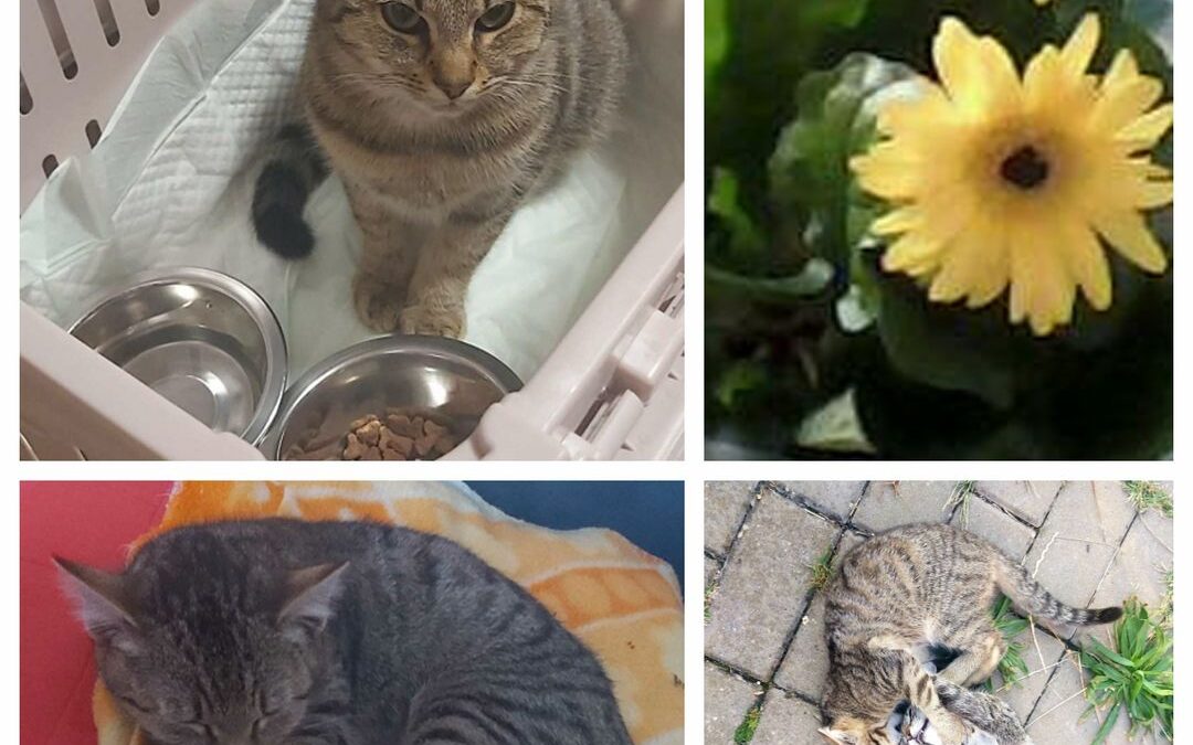 PROJEKT FELITI KASTRUJE – PŘÍBĚH č. 9168

Na začátku léta se u rodinného domu pa…