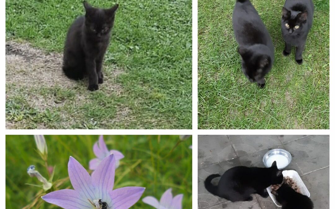 PROJEKT FELITI KASTRUJE – PŘÍBĚH č. 9184

Další, kdo požádal o pomoc s úhradou, …