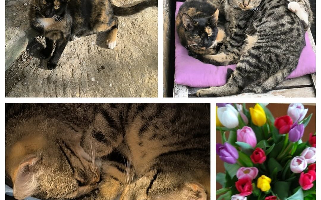 PROJEKT FELITI KASTRUJE – PŘÍBĚH č. 9193-9195

Letos začátkem června k paní Kate…