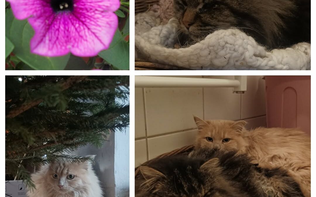 PROJEKT FELITI KASTRUJE – PŘÍBĚH č. 9213-9214

Kočičí holčičky Lunu a Yuki si vz…