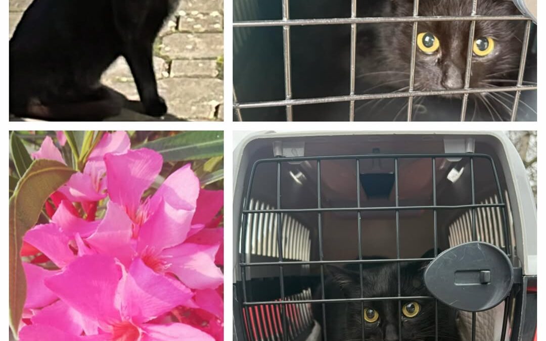 PROJEKT FELITI KASTRUJE – PŘÍBĚH č. 9231

Tato kočičí holčička se objevila se na…