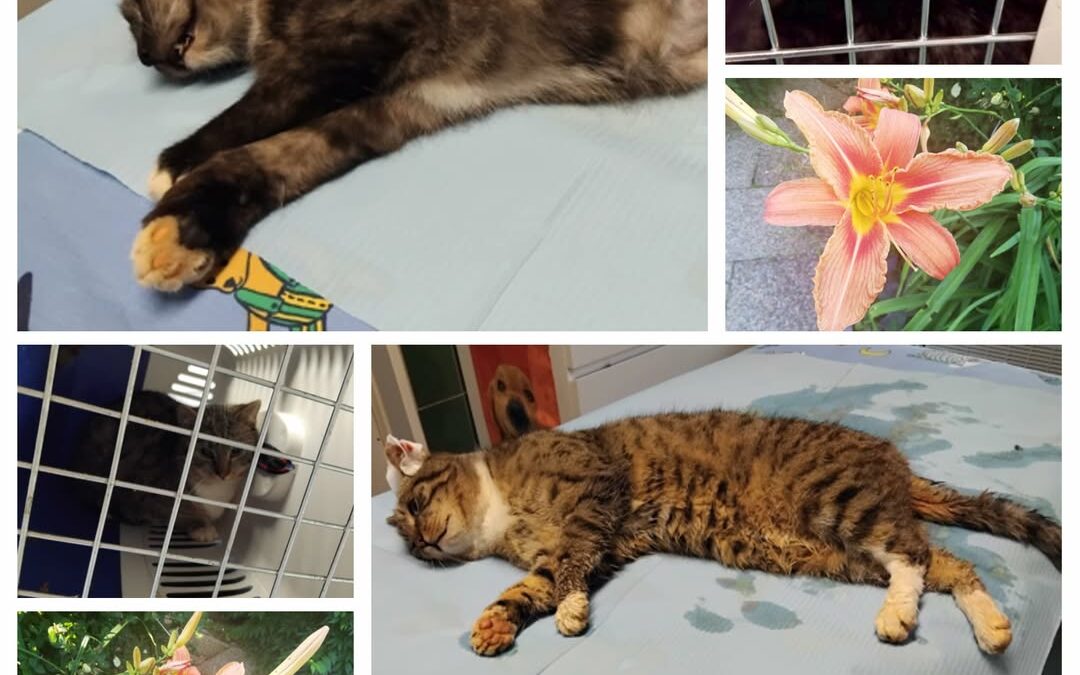 PROJEKT FELITI KASTRUJE – PŘÍBĚH č. 9240-9241

Po odchodu psa paní Jany k ní zač…