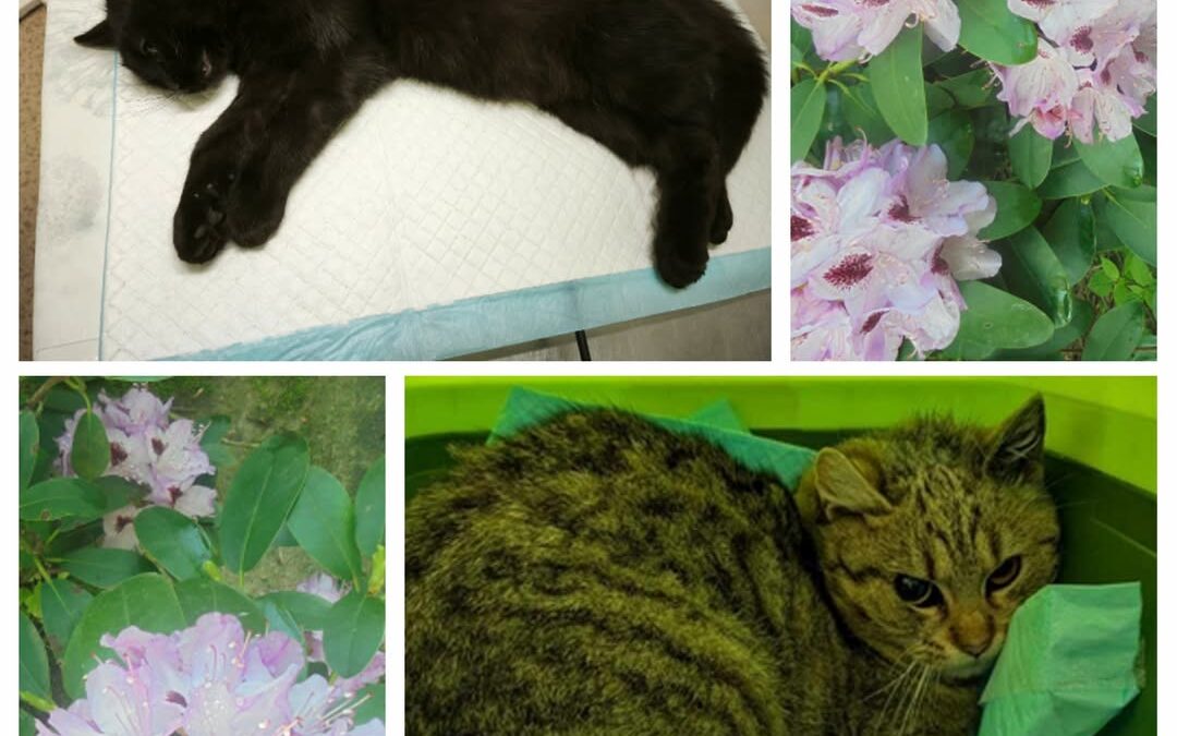 PROJEKT FELITI KASTRUJE – PŘÍBĚH č. 9250-9251

Teď se podíváme na Tišnovsko. Toh…