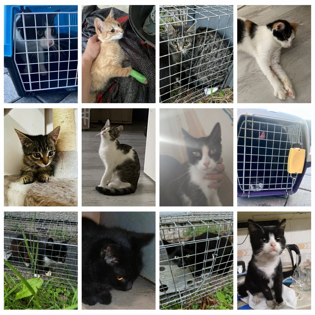 PROJEKT FELITI KASTRUJE – PŘÍBĚH č. 9263-9274

V tomto našem dalším příběhu je s...