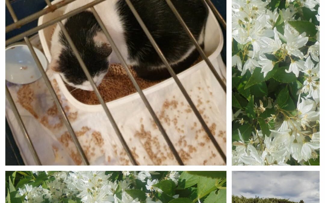 PROJEKT FELITI KASTRUJE – PŘÍBĚH č. 9286

Tato kočička přivádí pravidelně dvakrá…