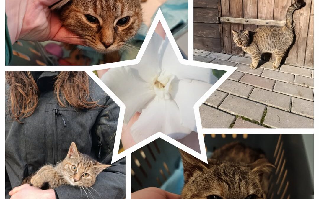 PROJEKT FELITI KASTRUJE – PŘÍBĚH č. 9287-9288

Příběh paní Květy je o dvou kočič…