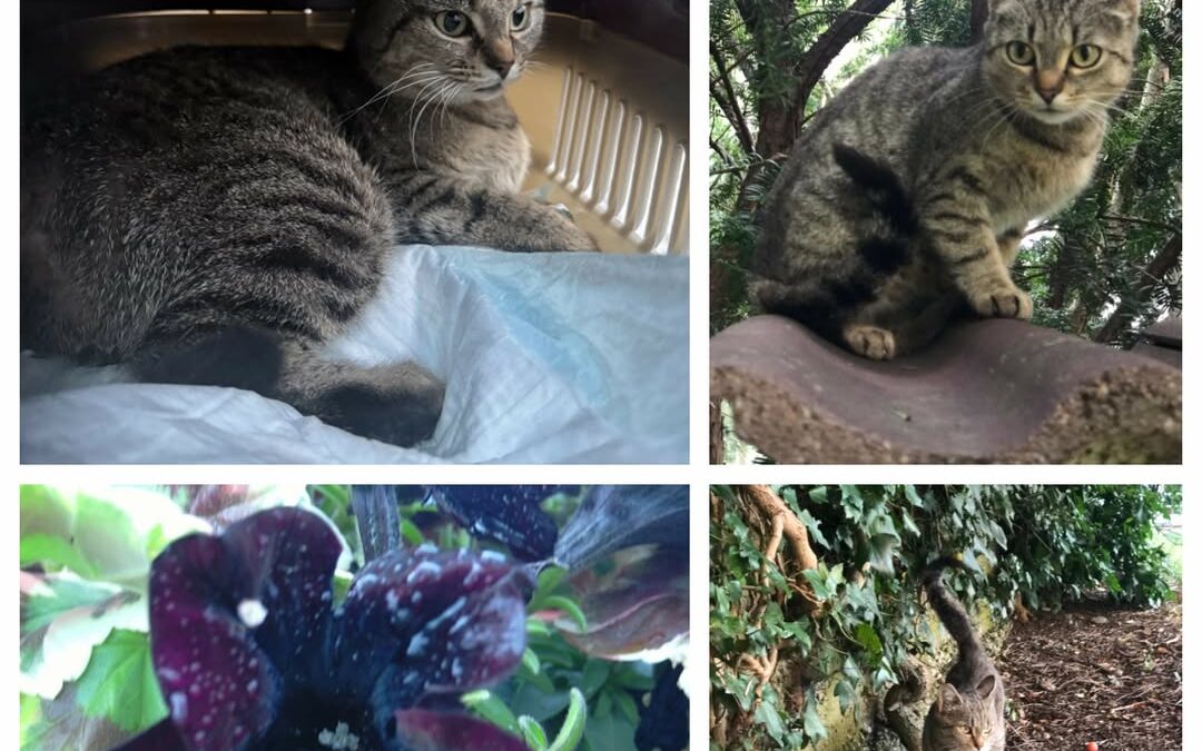 PROJEKT FELITI KASTRUJE – PŘÍBĚH č. 9294

Kočička, které přezdíváme Babička, je …