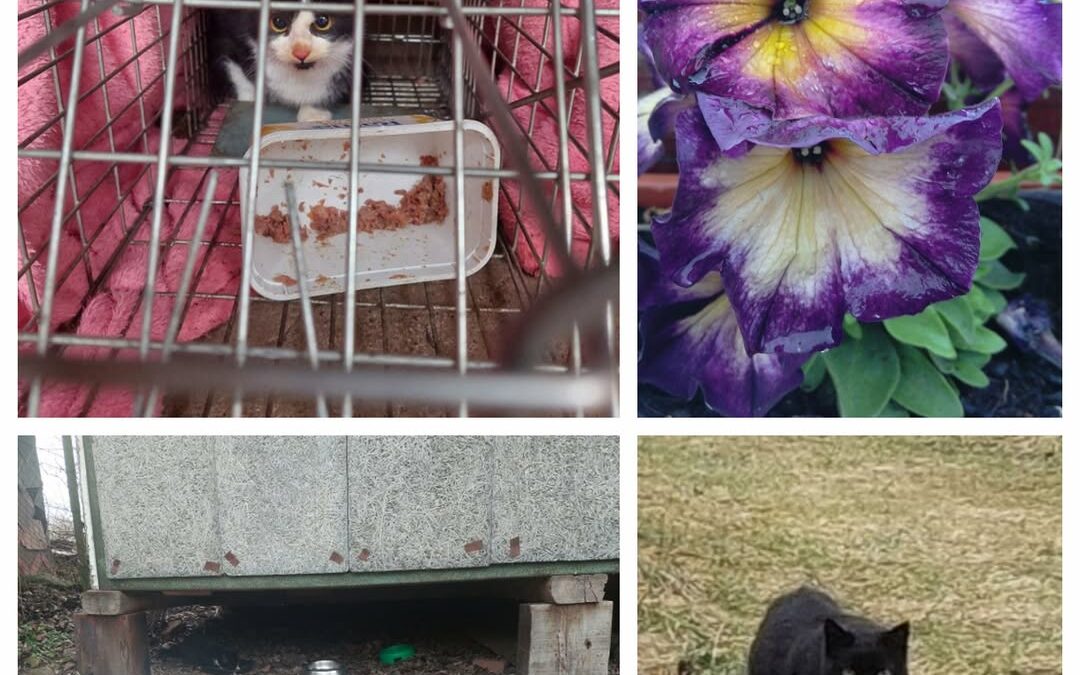 PROJEKT FELITI KASTRUJE – PŘÍBĚH č. 9301-9302

Další příběh je napsaný od paní J…