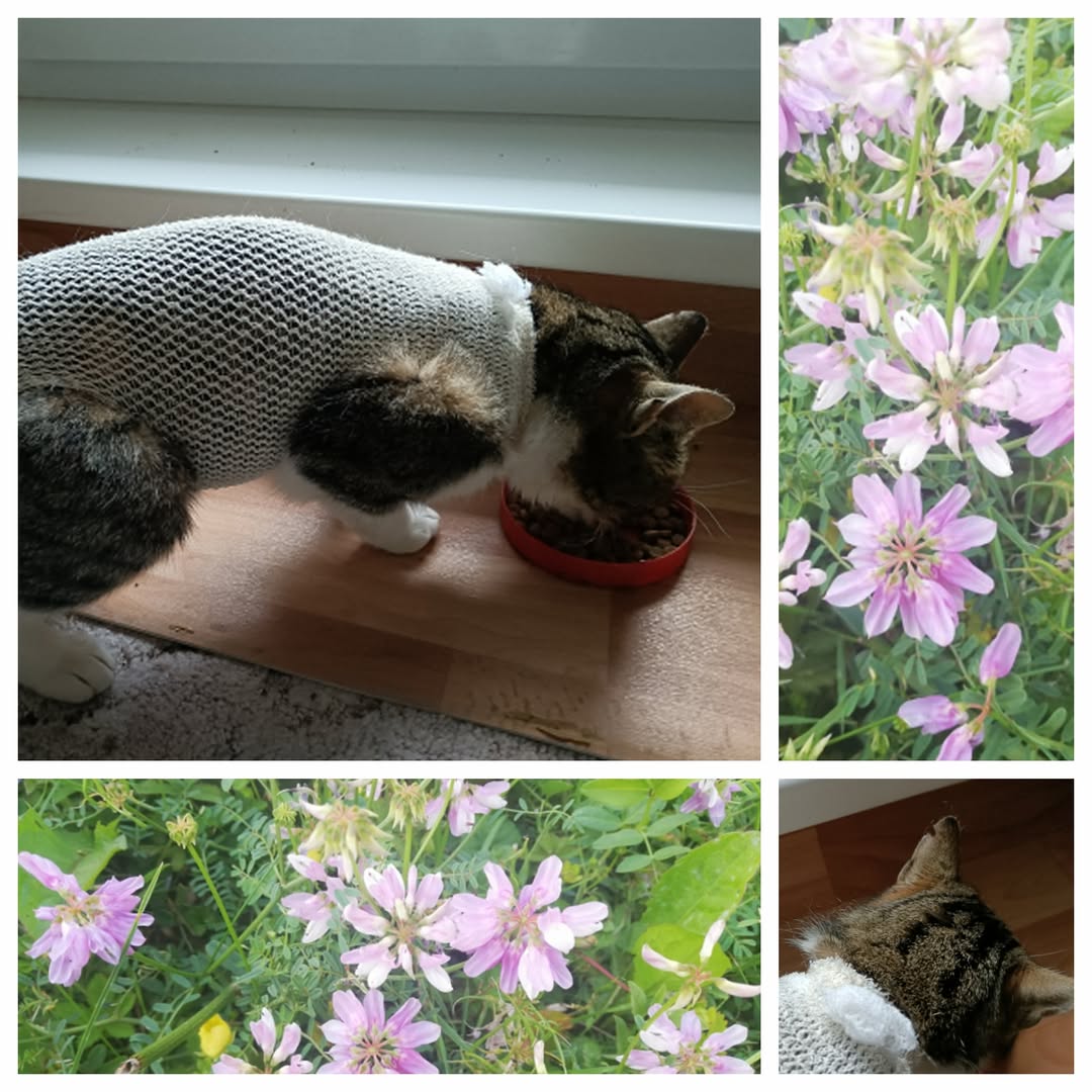 PROJEKT FELITI KASTRUJE – PŘÍBĚH č. 9335

Toulavá kočička z jedné zahrádkářské o...
