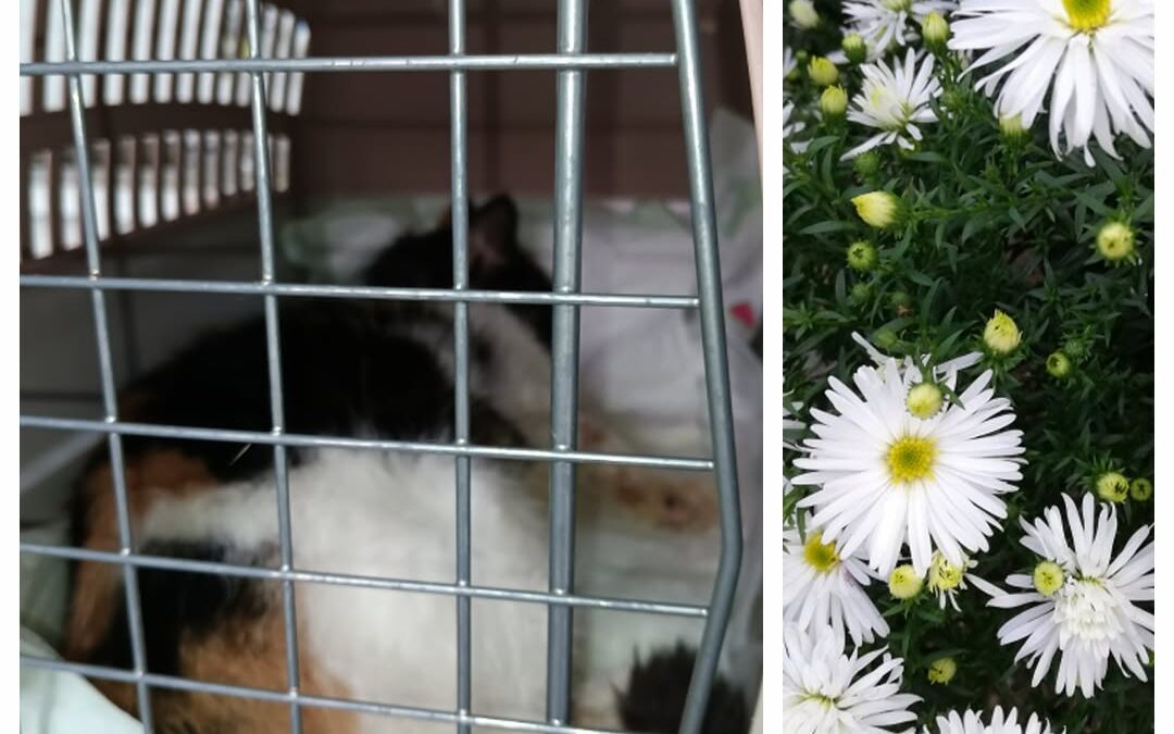 PROJEKT FELITI KASTRUJE – PŘÍBĚH č. 9338

Ústecký kraj napsal další z našich pří…