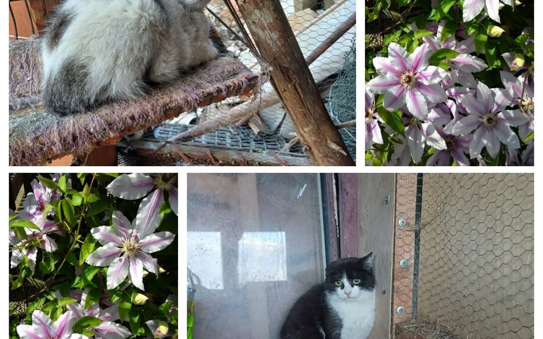 PROJEKT FELITI KASTRUJE – PŘÍBĚH č. 9346-9347

Zde si můžete přečíst poděkování …