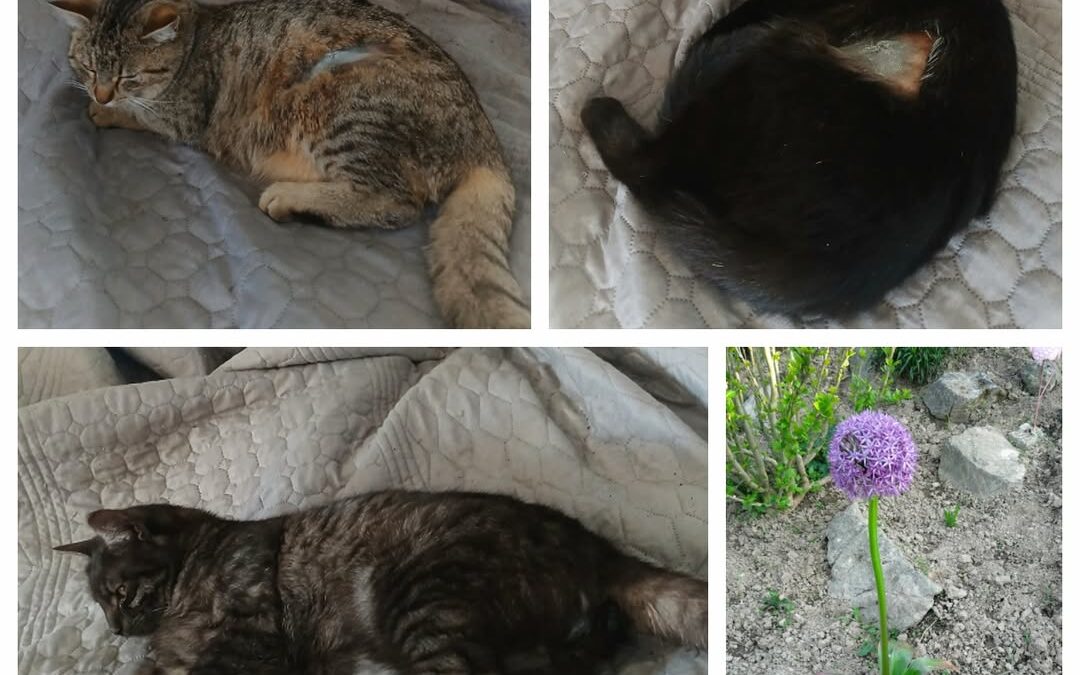 PROJEKT FELITI KASTRUJE – PŘÍBĚH č. 9350-9352

Na pozemek paní Lucie s koňmi, sl…