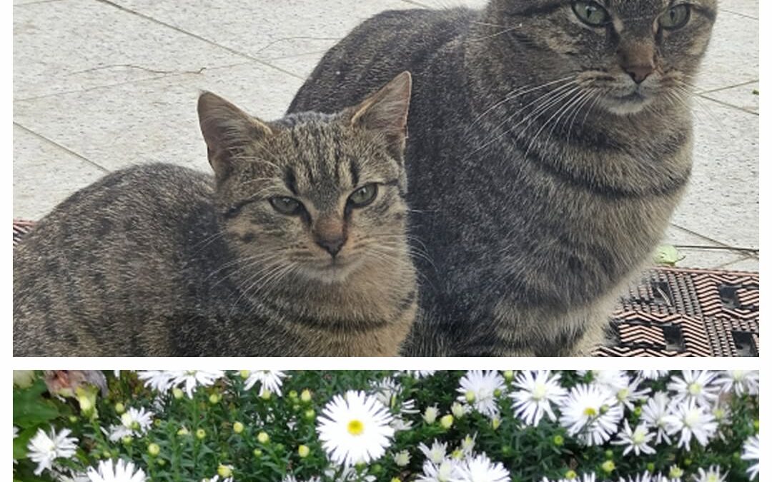 PROJEKT FELITI KASTRUJE – PŘÍBĚH č. 9360-9361

Zde máme trochu delší příběh paní…