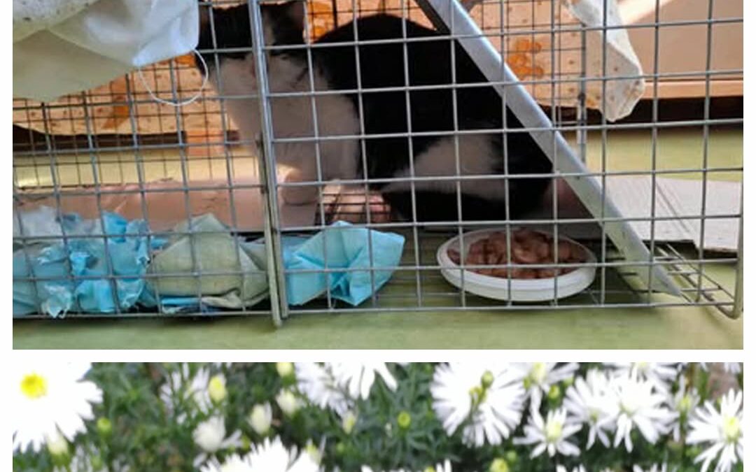 PROJEKT FELITI KASTRUJE – PŘÍBĚH č. 9364

Další příběh nám napsala paní Andrea…..