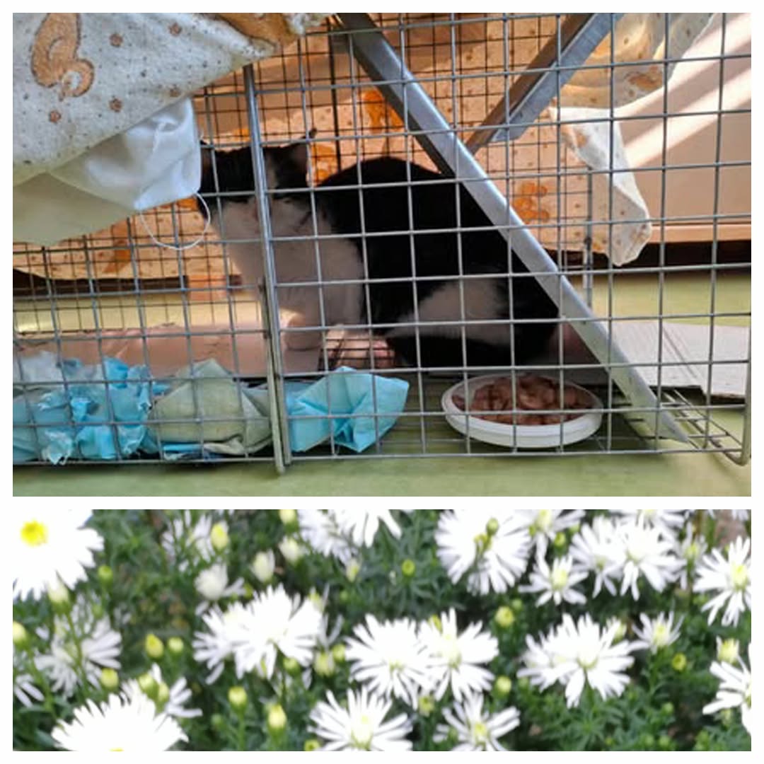 PROJEKT FELITI KASTRUJE – PŘÍBĚH č. 9364

Další příběh nám napsala paní Andrea.....