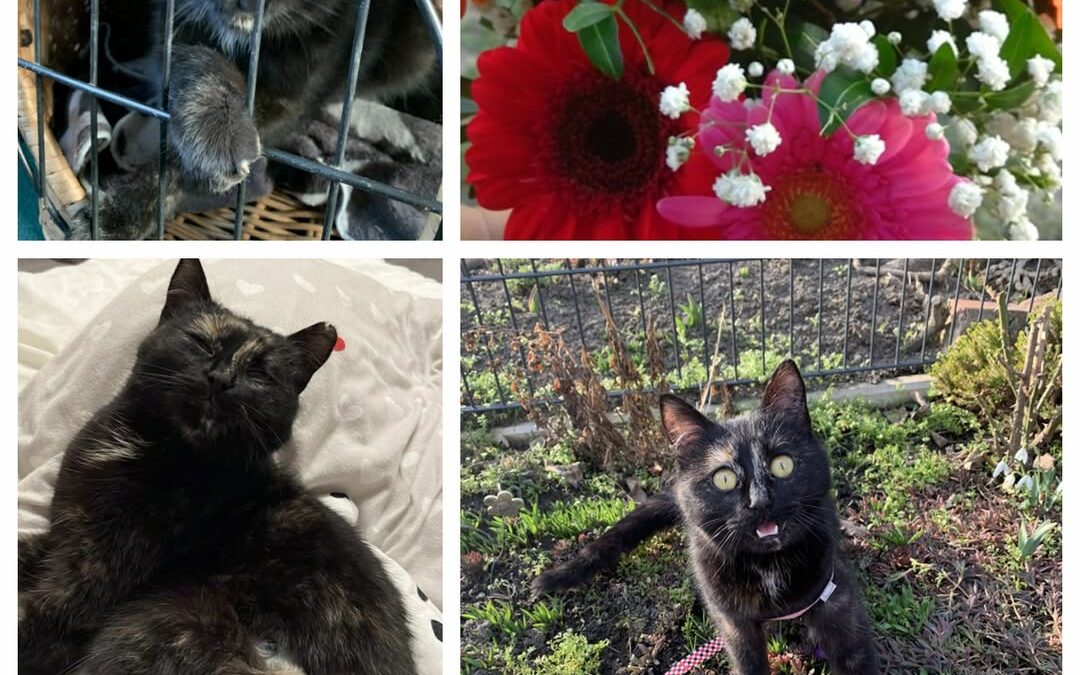 PROJEKT FELITI KASTRUJE – PŘÍBĚH č. 9370

Z moravskoslezského kraje nám přišla ž…