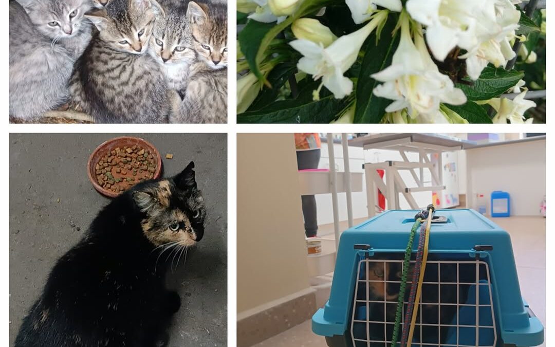 PROJEKT FELITI KASTRUJE – PŘÍBĚH č. 9377

Ve vesnici nedaleko Pardubic žije paní…