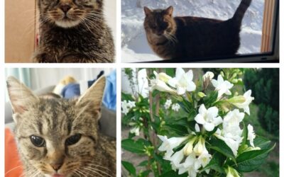 PROJEKT FELITI KASTRUJE – PŘÍBĚH č. 9417

Paní Alžběta přišla také s žádostí, pr…