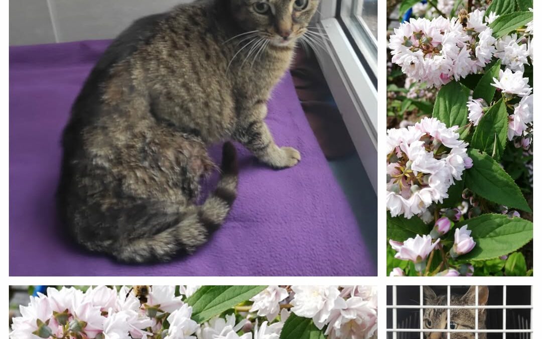 PROJEKT FELITI KASTRUJE – PŘÍBĚH č. 9418

Zde se vracíme do Prahy s paní Terezou…