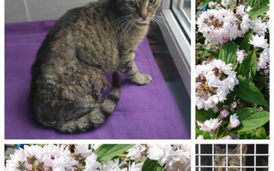 PROJEKT FELITI KASTRUJE – PŘÍBĚH č. 9418

Zde se vracíme do Prahy s paní Terezou…