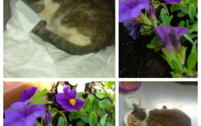 PROJEKT FELITI KASTRUJE – PŘÍBĚH č. 9419

Tohle je mladá kočička, která k paní Z…
