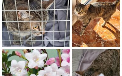 PROJEKT FELITI KASTRUJE – PŘÍBĚH č. 9428

Jihomoravský kraj píše další z příběhů…