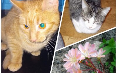 PROJEKT FELITI KASTRUJE – PŘÍBĚH č. 9429-9430

Nedaleko Podbořan žijí na konci o…