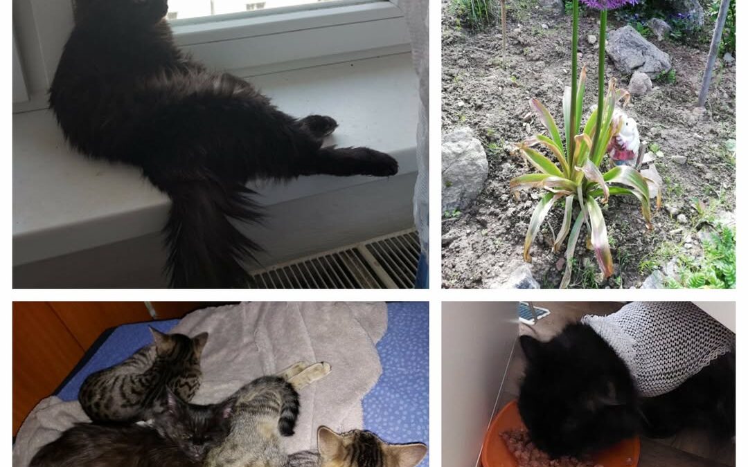 PROJEKT FELITI KASTRUJE – PŘÍBĚH č. 9461

Tohle je z příběhu paní Moniky.. Naše …