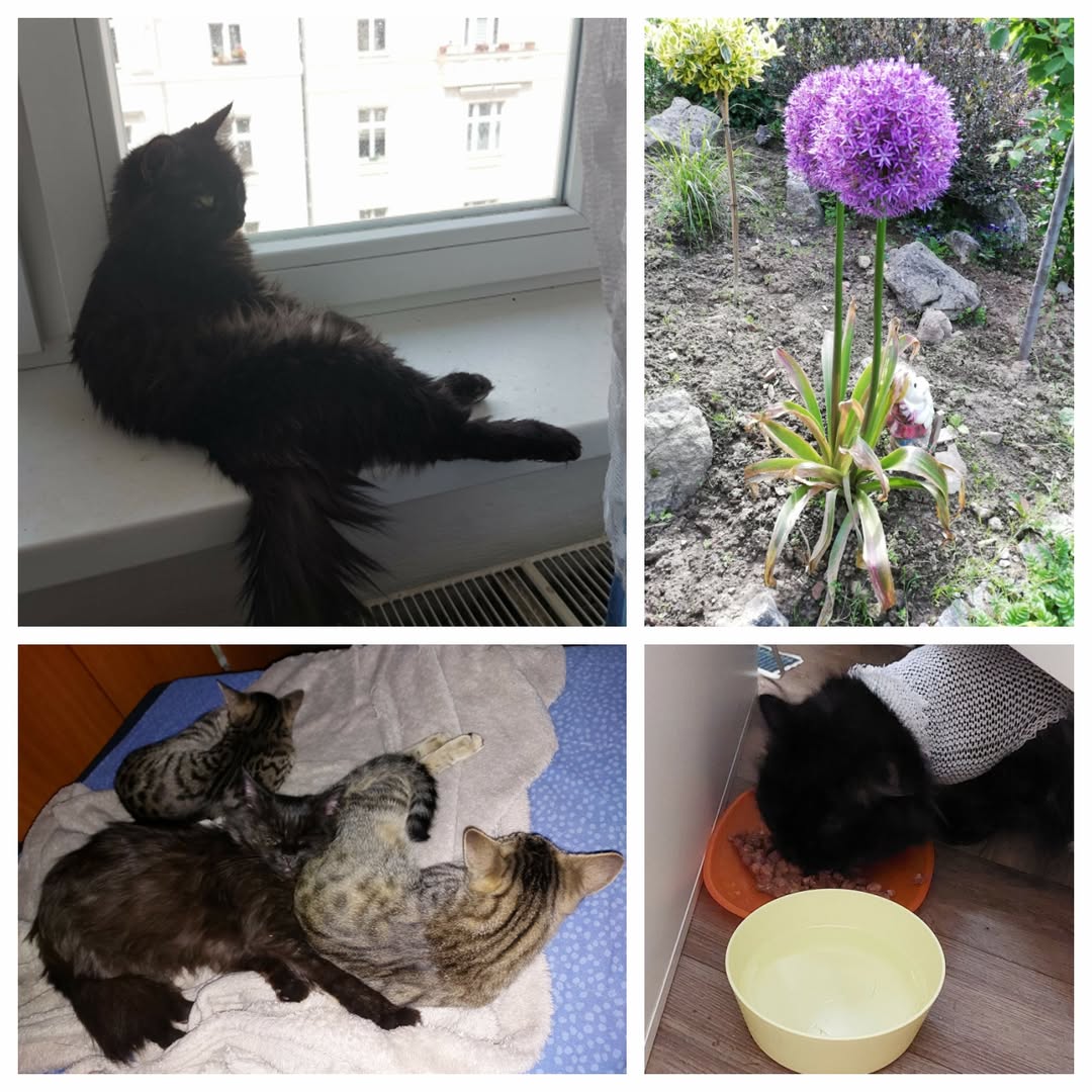 PROJEKT FELITI KASTRUJE – PŘÍBĚH č. 9461

Tohle je z příběhu paní Moniky.. Naše ...