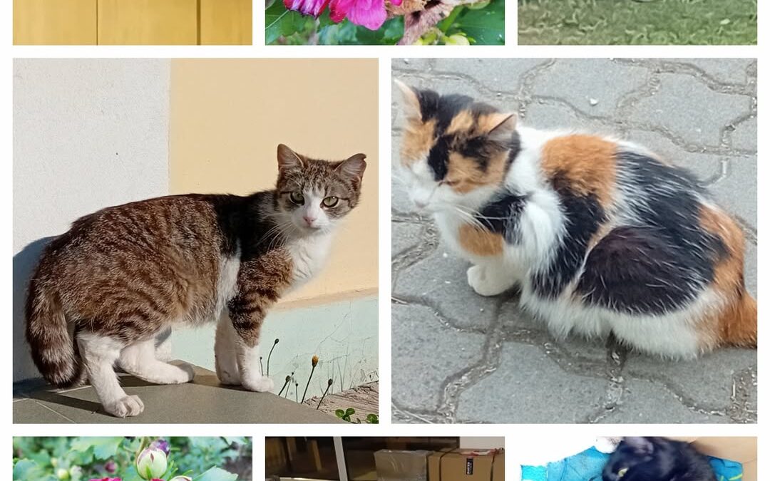 PROJEKT FELITI KASTRUJE – PŘÍBĚH č. 9467-9472

Tentokrát se podíváme na Brněnsko…