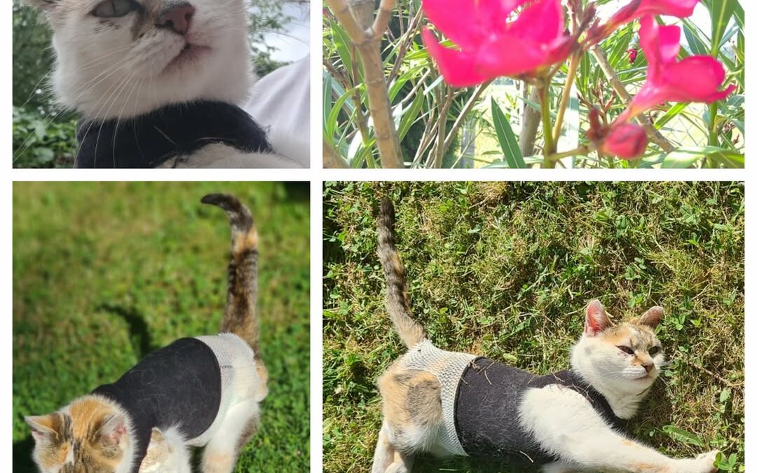 PROJEKT FELITI KASTRUJE – PŘÍBĚH č. 9473

Kočička se delší dobu toulala po našem…