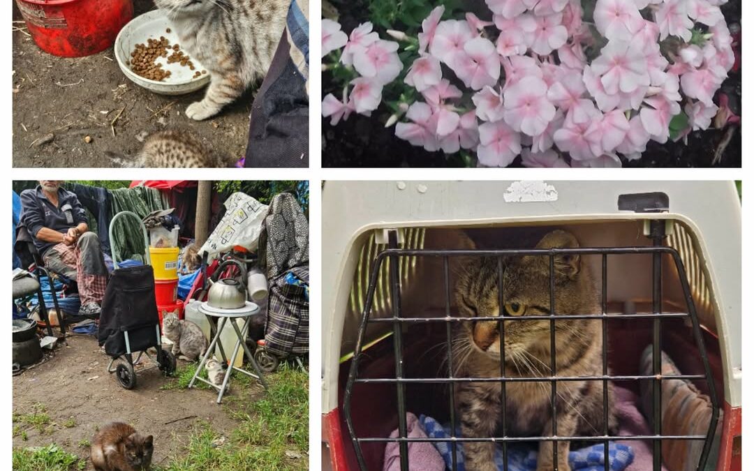 PROJEKT FELITI KASTRUJE – PŘÍBĚH č. 9478

Tentokrát se jedná kočičku rok a půl s…