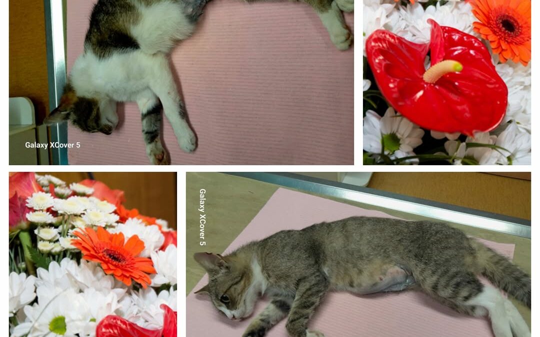 PROJEKT FELITI KASTRUJE – PŘÍBĚH č. 9479-9480

Jihočeský kraj, nedaleko Českého …