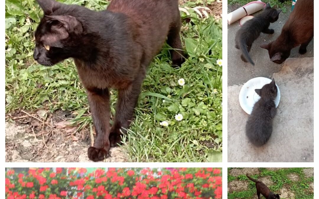 PROJEKT FELITI KASTRUJE – PŘÍBĚH č. 9514

Další příběh z Jihočeského kraje je od…