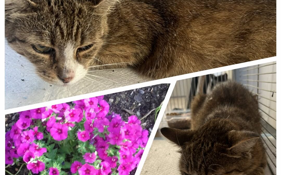 PROJEKT FELITI KASTRUJE – PŘÍBĚH č. 9538

Další z našich příběhů se píše v Králo…