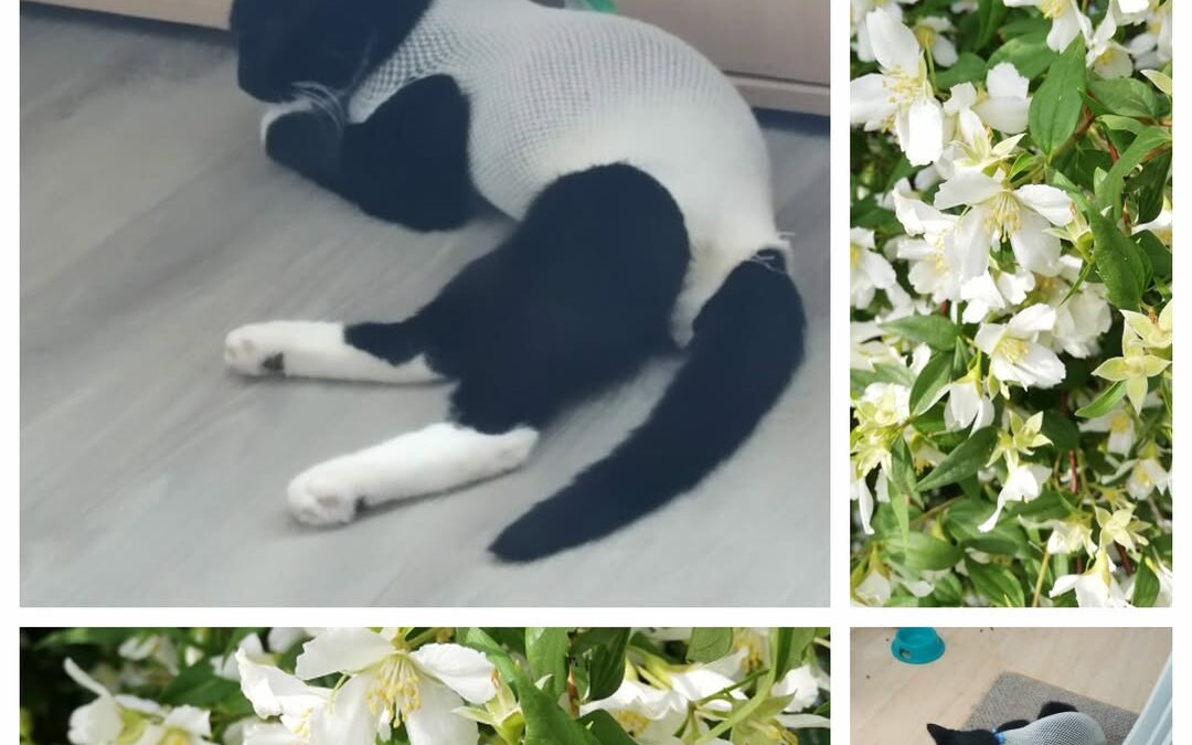 PROJEKT FELITI KASTRUJE – PŘÍBĚH č. 9544

Tohoto kocourka někdo vyhodil na jedno…
