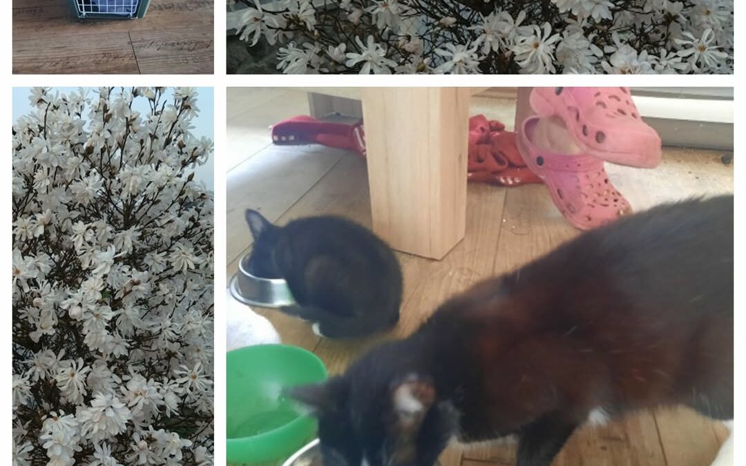 PROJEKT FELITI KASTRUJE – PŘÍBĚH č. 9557

A znovu se vracíme do Prahy za paní Ve…