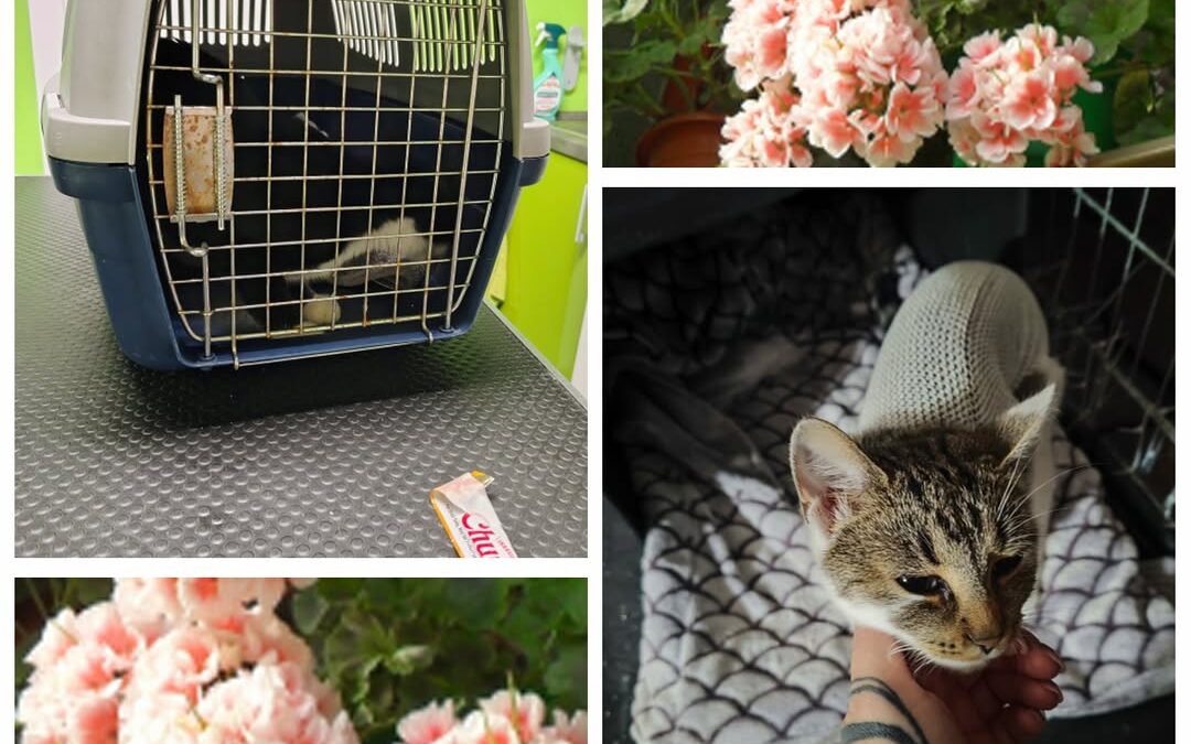 PROJEKT FELITI KASTRUJE – PŘÍBĚH č. 9568-9569

Mám dvě malé děti a jsem samoživi…