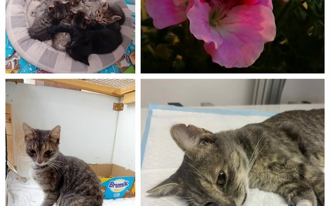 PROJEKT FELITI KASTRUJE – PŘÍBĚH č. 9573

Kočička se k paní Barboře zatoulala as…