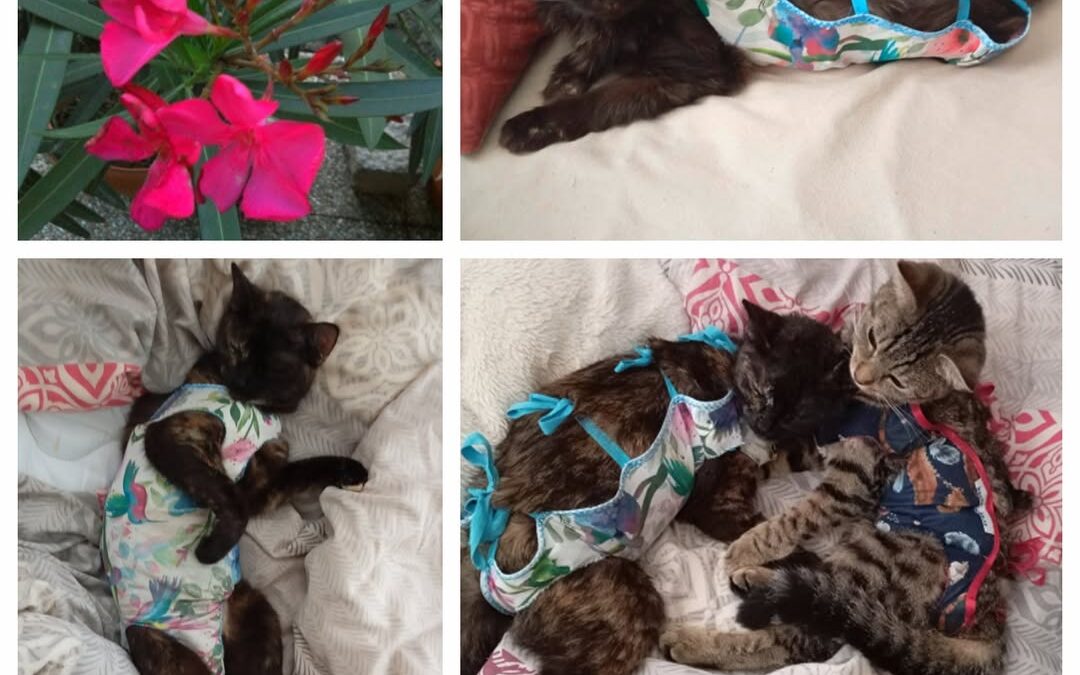 PROJEKT FELITI KASTRUJE – PŘÍBĚH č. 9585-9586

Paní Monika z našeho dalšího příb…