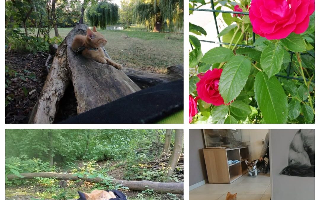 PROJEKT FELITI KASTRUJE – PŘÍBĚH č. 9595

Zde je příběh od paní Veroniky.. Nebyl…