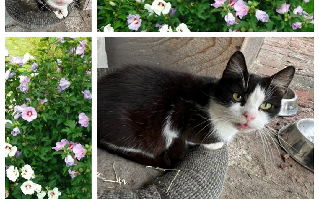 PROJEKT FELITI KASTRUJE – PŘÍBĚH č. 9599

Zde se jedná o bezprizorní kočičku, kt…