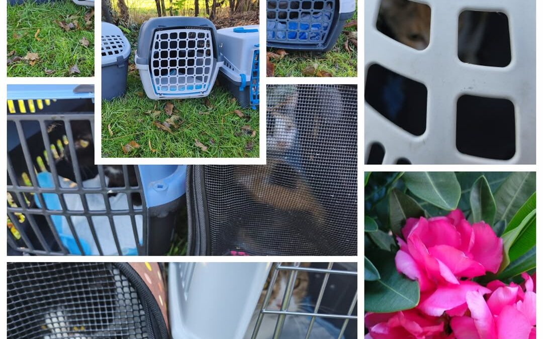 PROJEKT FELITI KASTRUJE – PŘÍBĚH č. 9668-9690

V Novém Jičíně žije starší drobet…